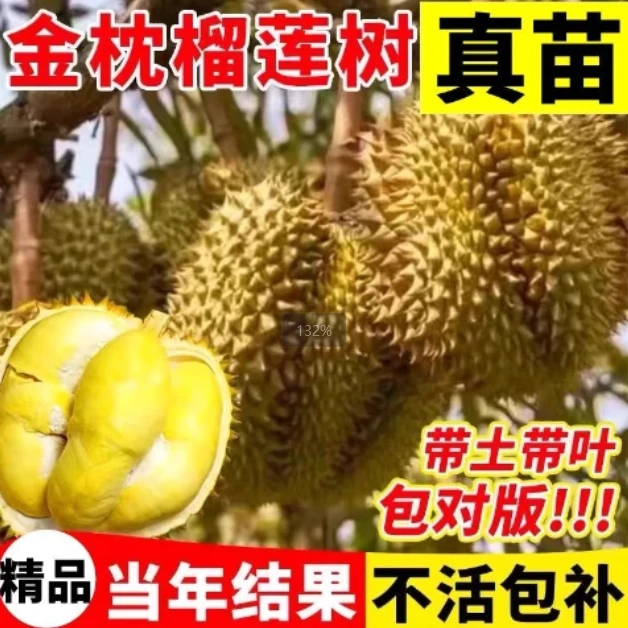 当年结果正宗榴莲果树苗南方北方可地栽盆栽耐寒