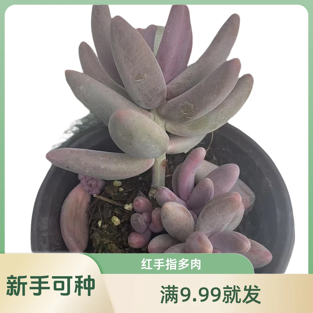 红手指(拼满15元包邮)多肉植物阳台露台办公室绿植植新手