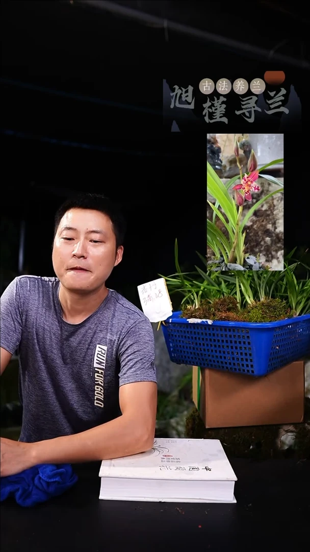当前无花栽培后可以开花建兰小草红花三星蝶 赤丹(前垄三苗连体)