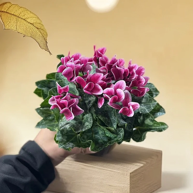 【胖胖 】（深品红雪边）一代仙客来带花带花苞发货