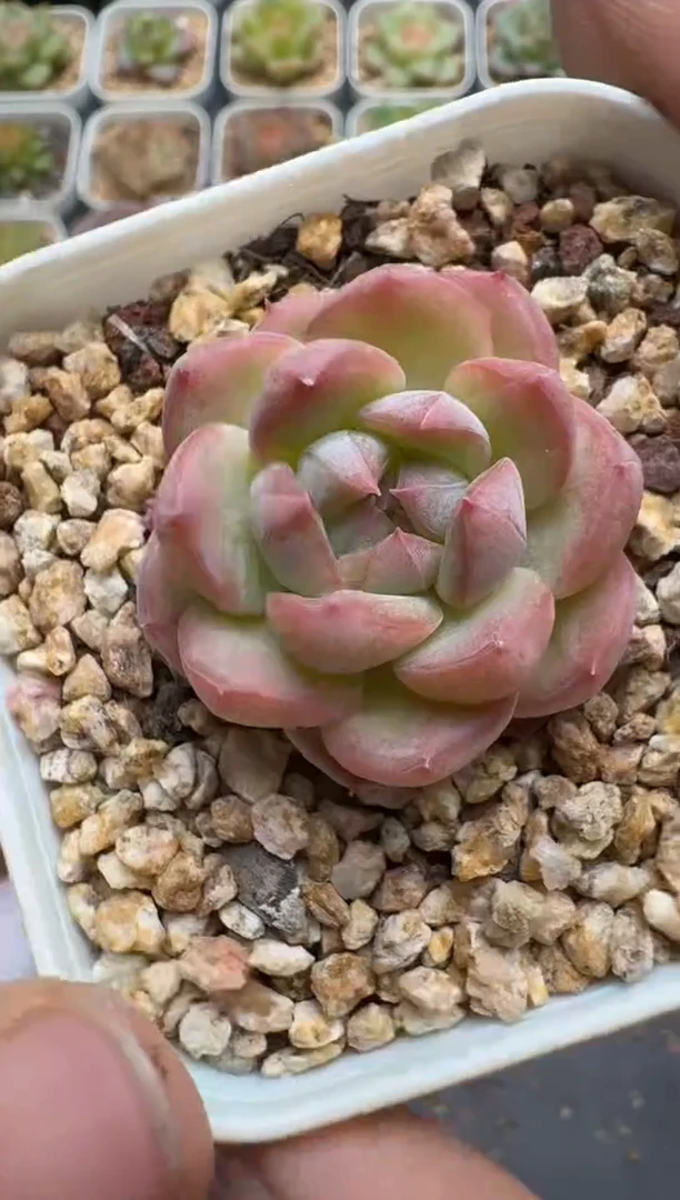795E云禹多肉植物 带盆土纸巾打包 3颗包邮