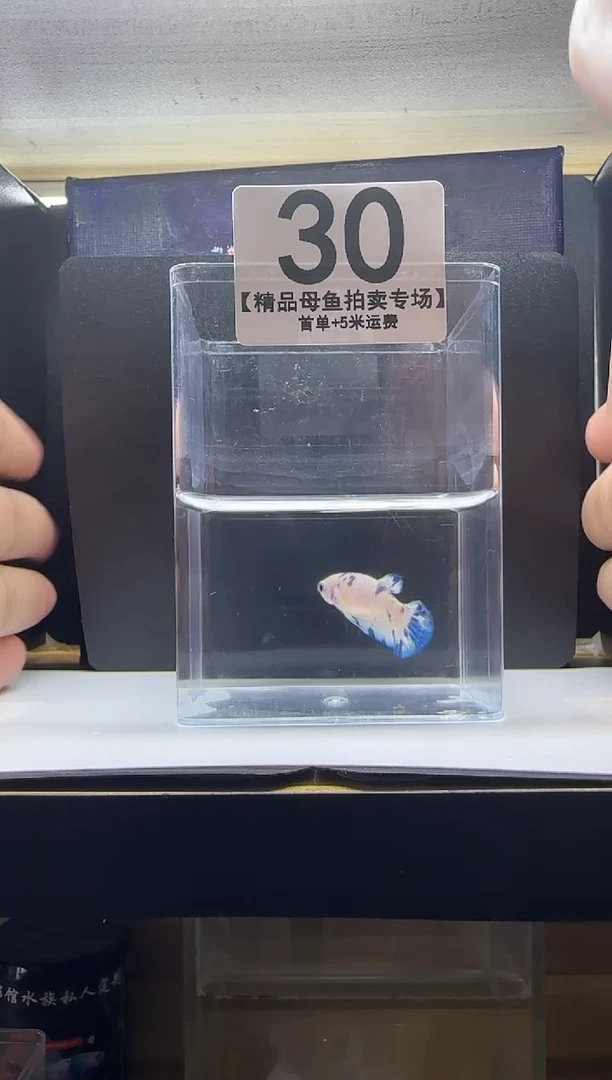 斗鱼精品母鱼编号30