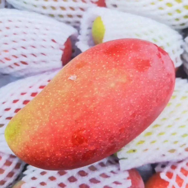 【磊哥心选】海南空运树熟贵妃芒果一袋3斤左右 香甜多汁