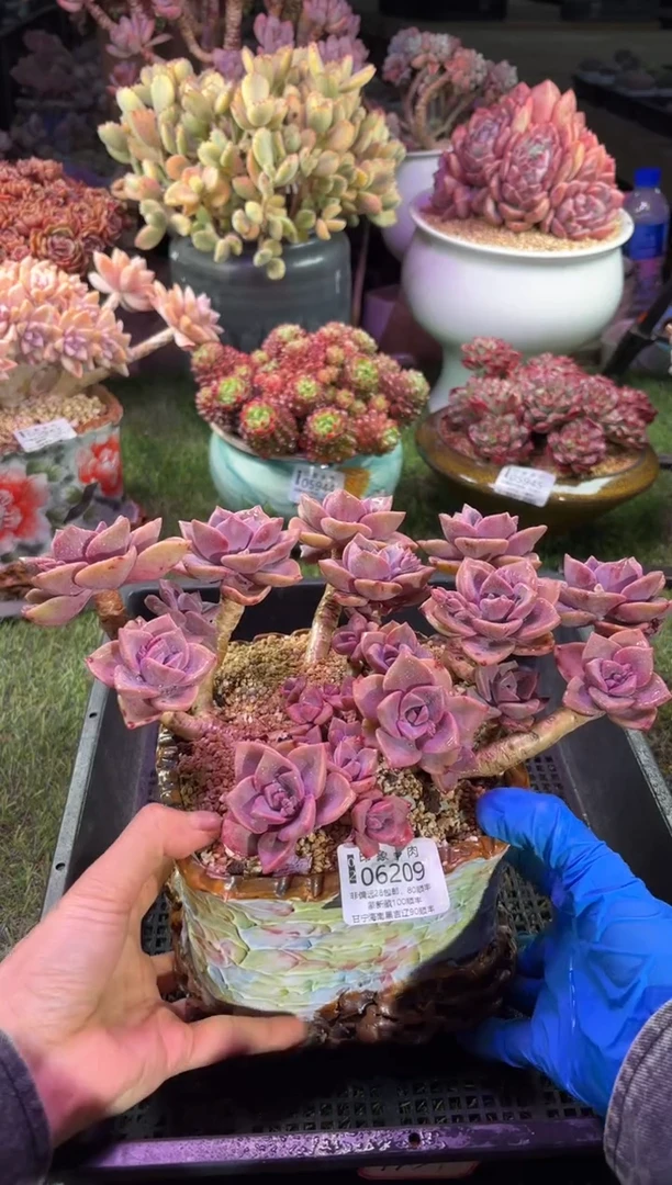 【闪购商品】06209