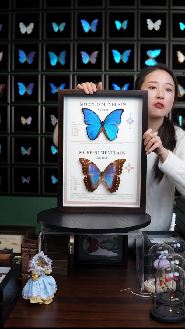 大蓝闪蝶雌雄组合香樟木框