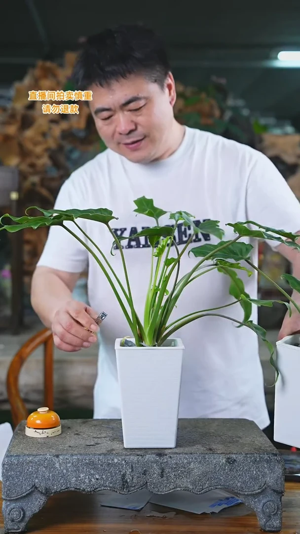 当前无花栽培后可以开花219H小天使T