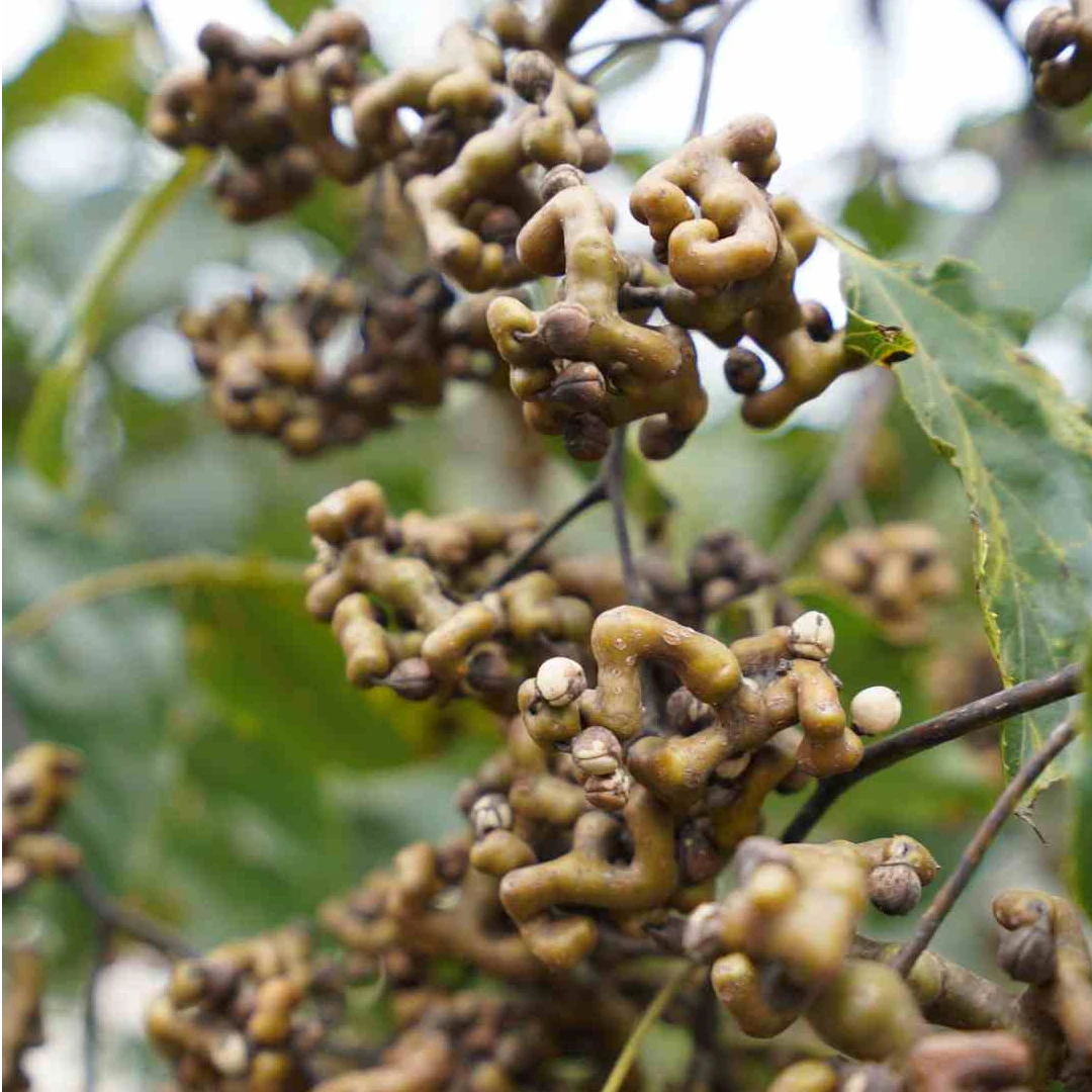【半干去枝】旬阳拐枣半干去枝拐枣泡酒拐枣