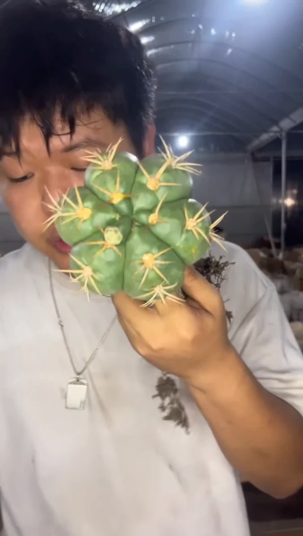 大号 美花海王【嫁接】