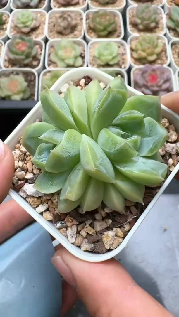 575C云禹多肉植物 带盆土纸巾打包 3颗包邮