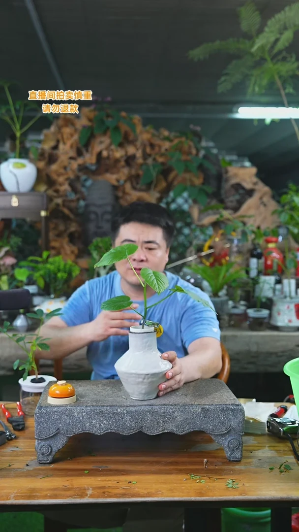 当前无花栽培后可以开花234爱心榕t