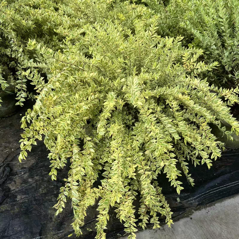 花叶香桃木顶露台庭院花园盆栽观叶观花芳香植物彩叶室内外花包邮