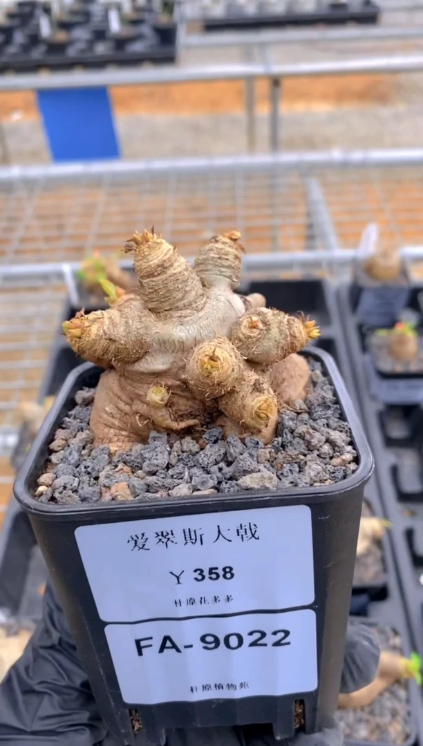 【闪购商品】爱翠斯FA-9022