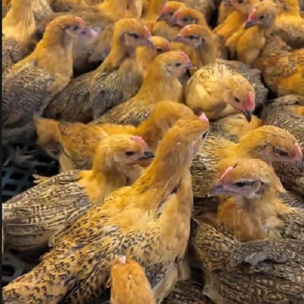 麻羽鸡10只 整只散养土鸡 溜达鸡