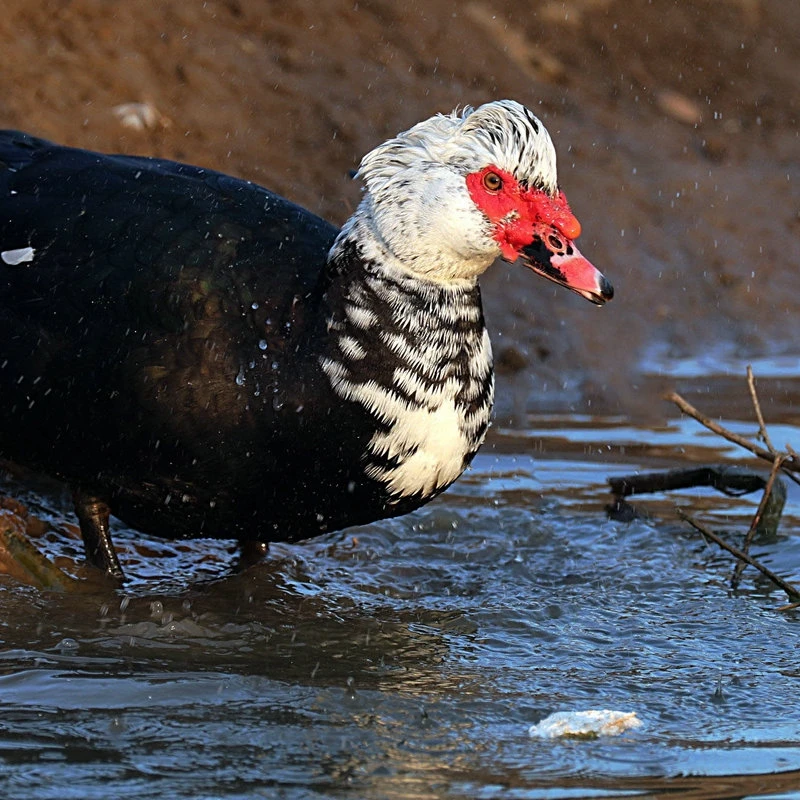 非洲雁飞鸭10只装（有2路损）