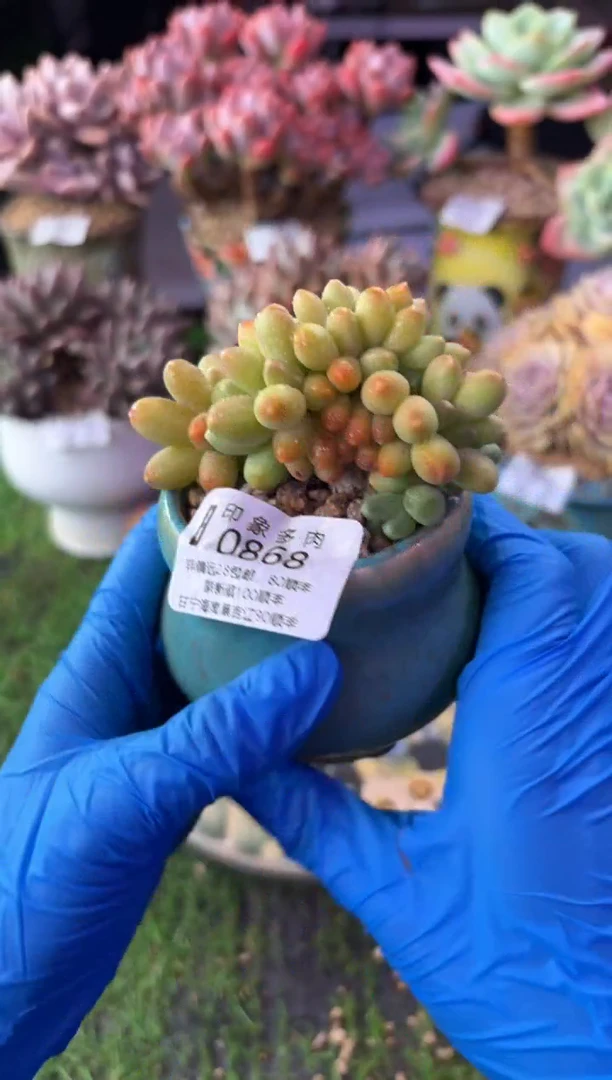 昆明印象多肉0868