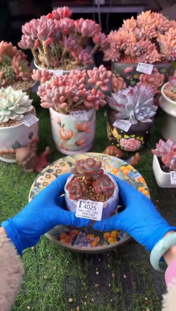 昆明印象多肉4025