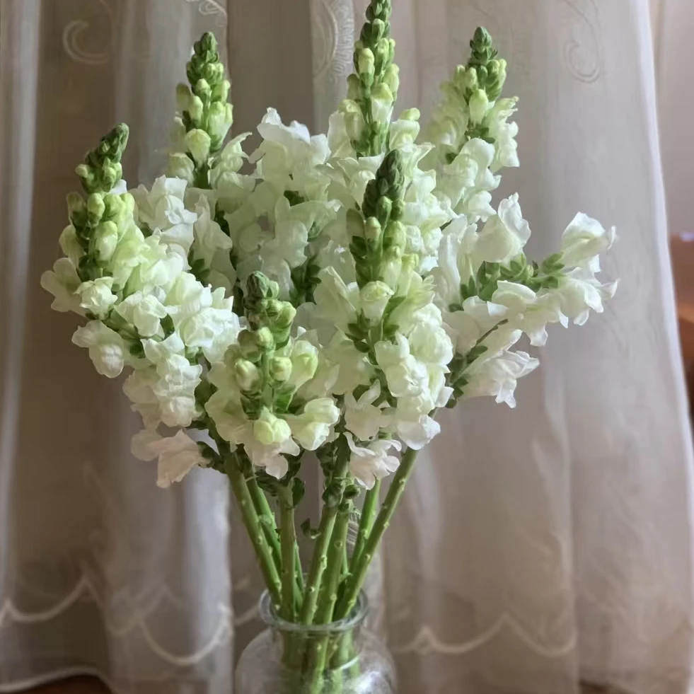 【一品花集】【白色】金鱼草