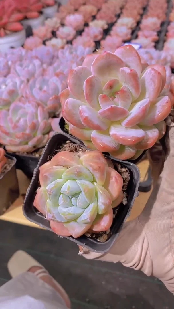 B105-冰玉+优选橙梦露（量拍）