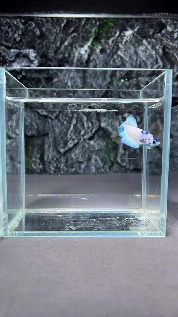 斗鱼竞拍链接A035