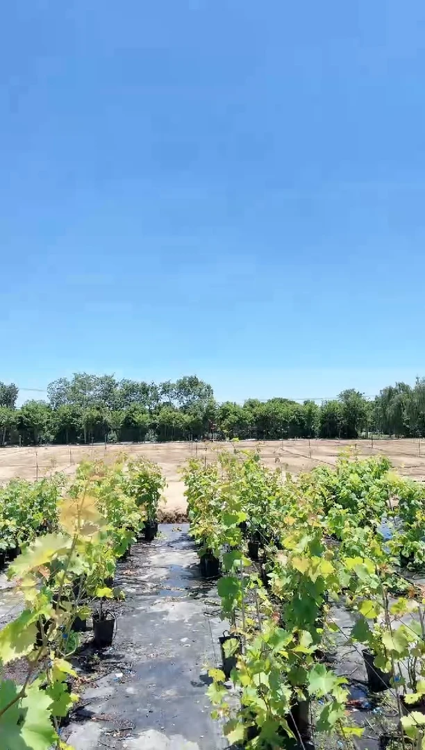 摩尔多瓦 一物一拍 GSC086