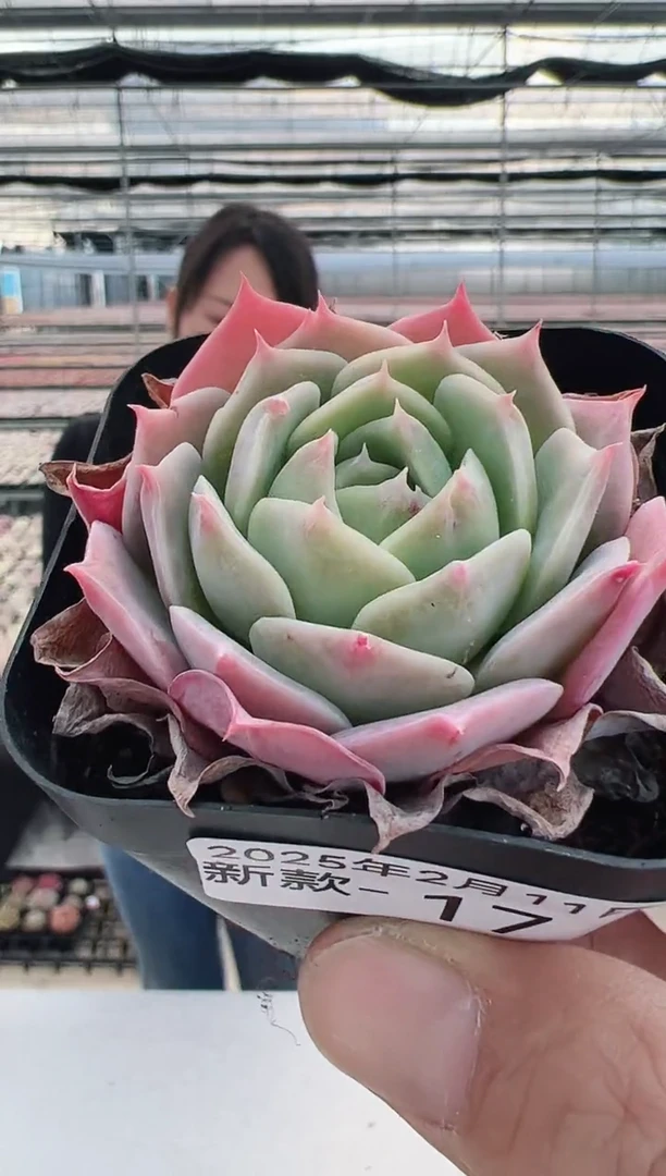 【闪购商品】新款多肉-17