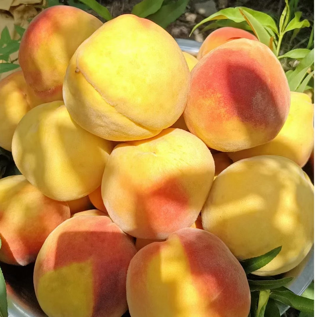 【大果】香甜可口冯梦龙黄桃！可脆可软！！