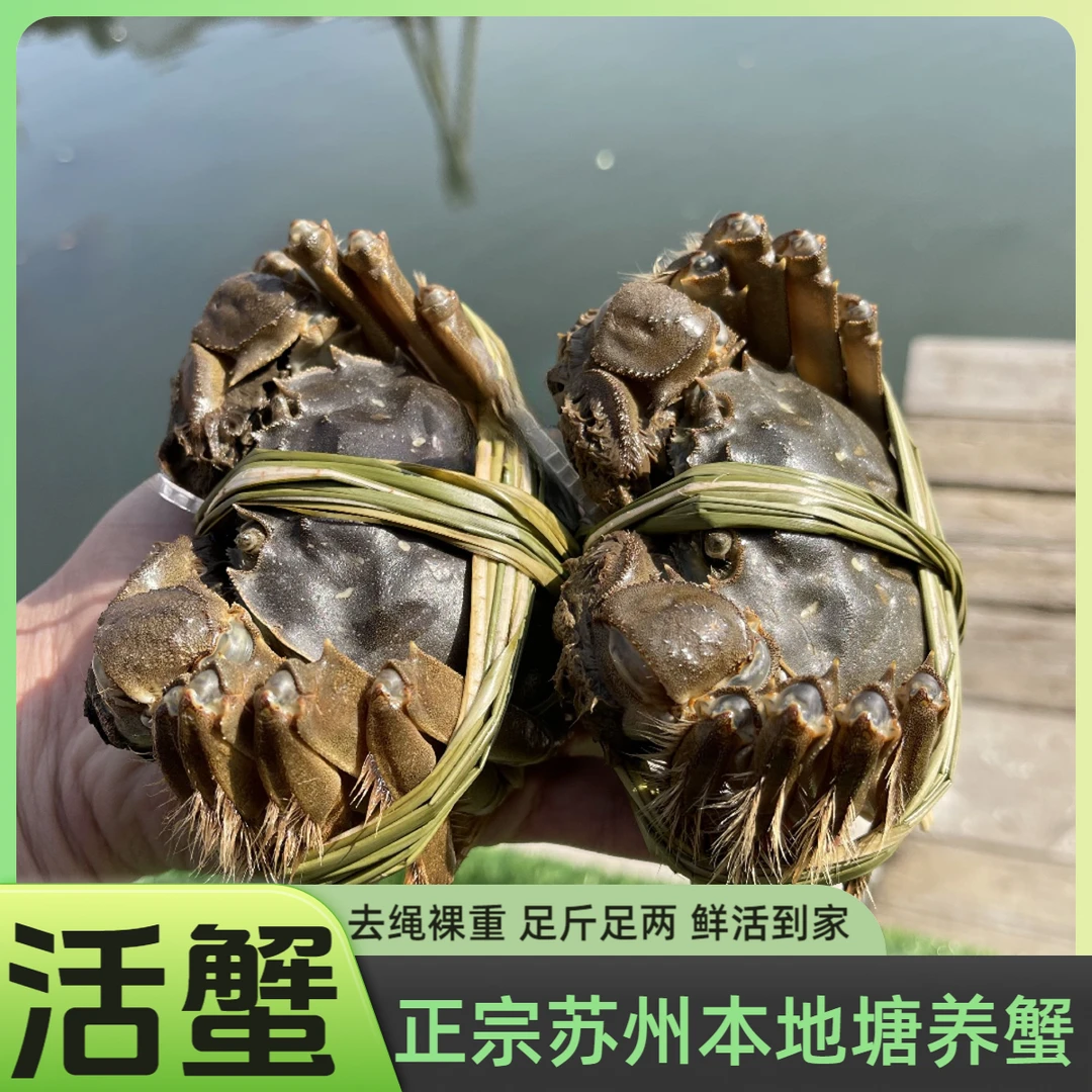 【活蟹】全母蟹3.1-3.3两鲜活大闸蟹10只/8只/6只 苏州本地塘蟹螃蟹
