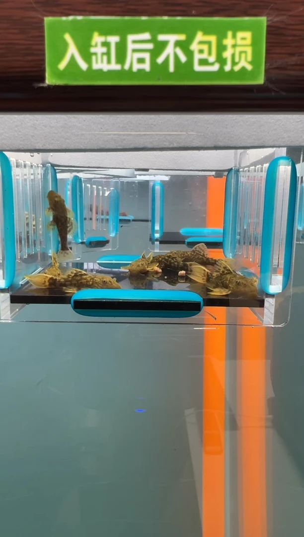 清道夫2只3厘米024入缸不包损 到货录完整开箱视频