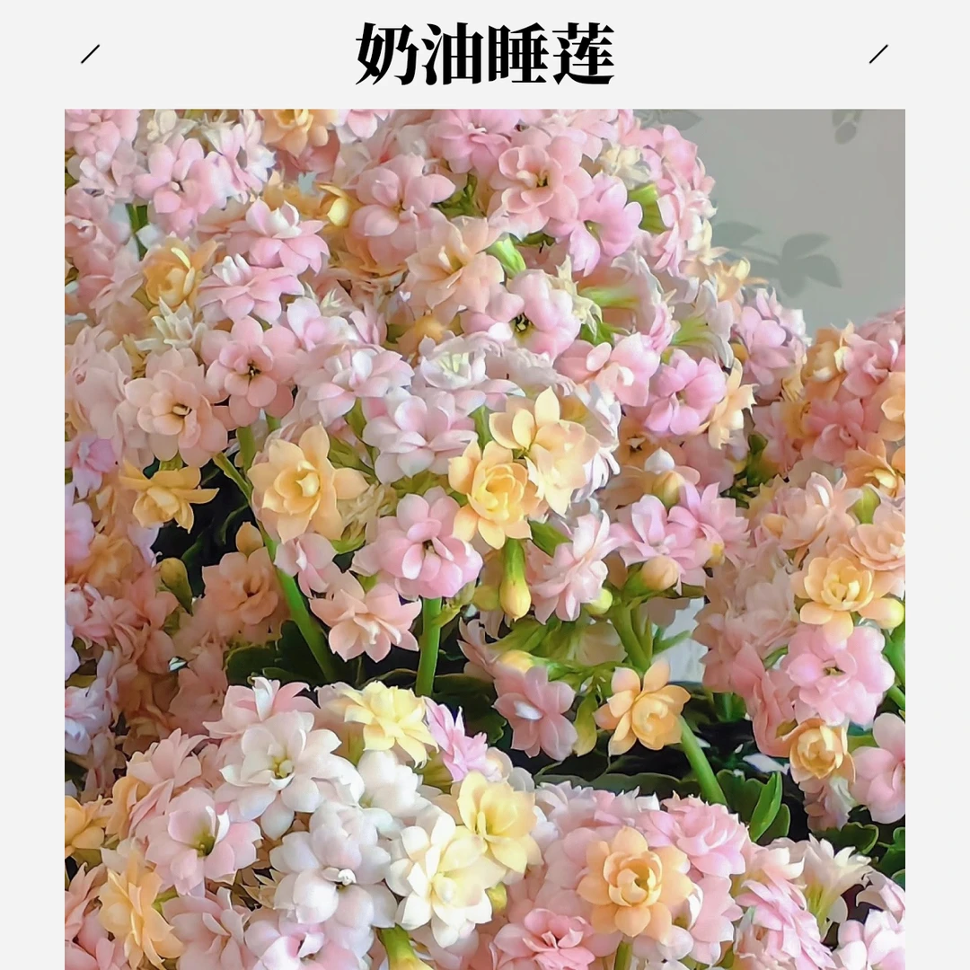 【重瓣长寿花】奶油睡莲/烟花/金丝带/罗比橙 阳台窗台露台庭院