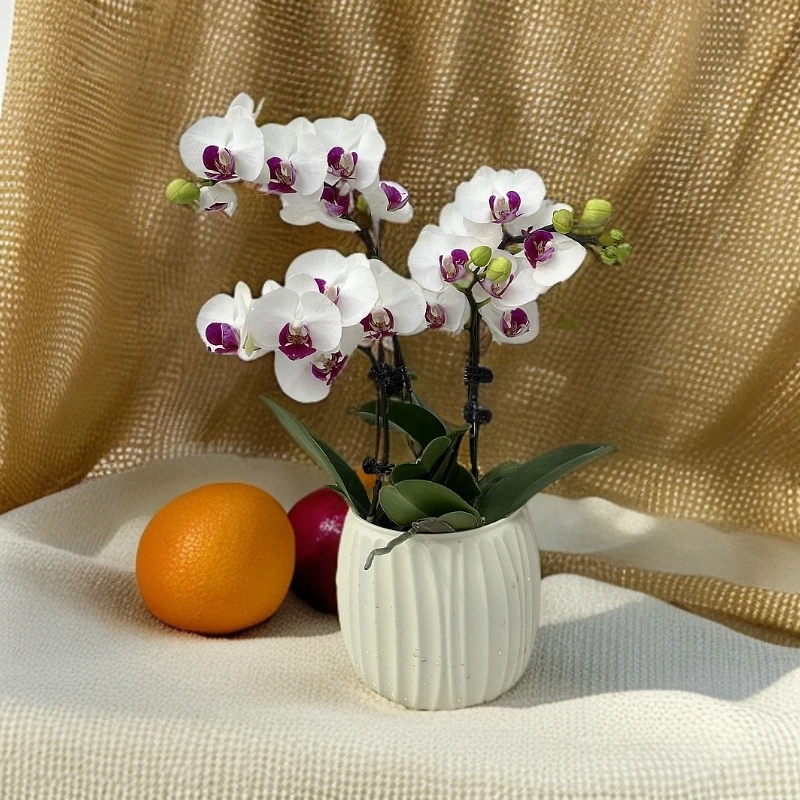 【雪域】蝴蝶兰 好养耐养花期长 苗情优质 基地直发