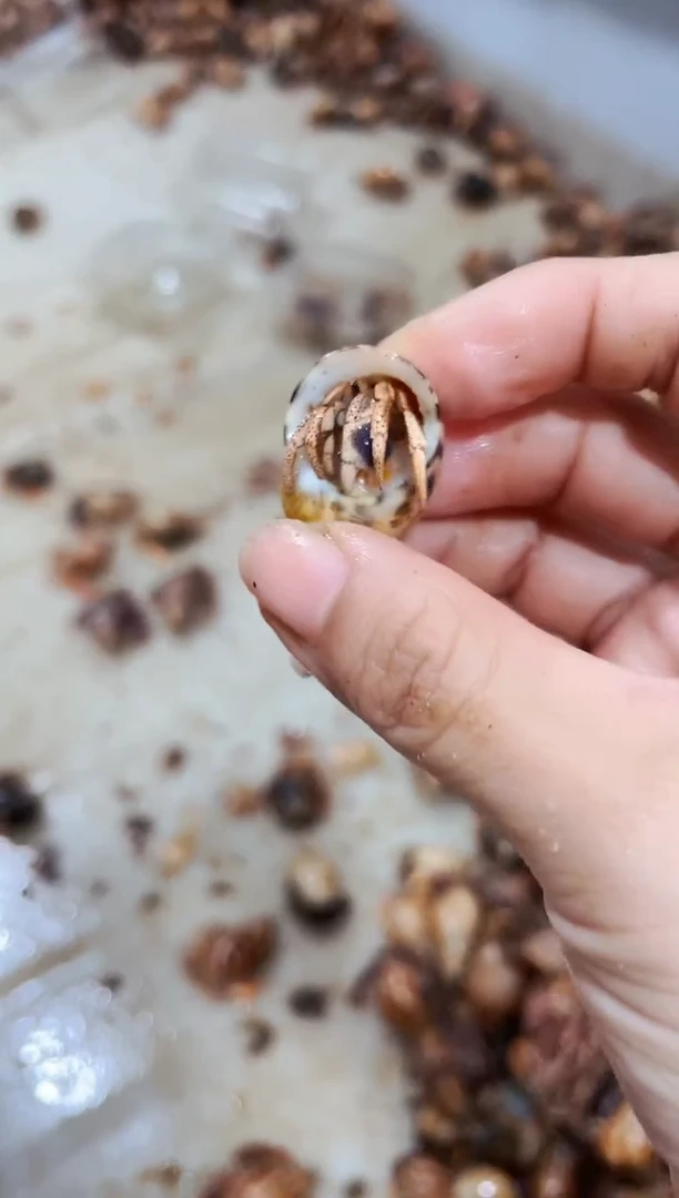 陌派有钳寄居蟹小西宝 1口内 259
