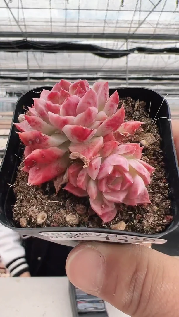 【闪购商品】新款多肉-117