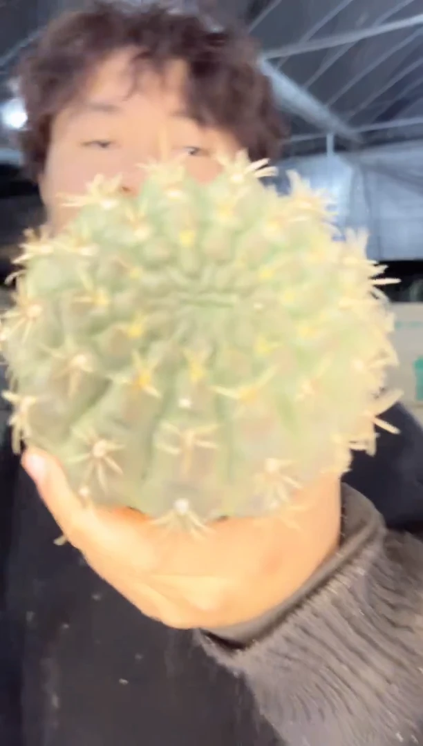 【闪购商品】8-10cm 菲花玉
