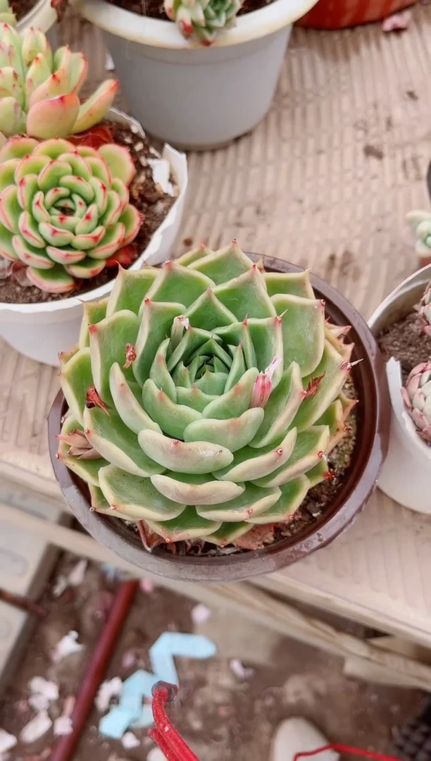 16249多肉植物一物一拍