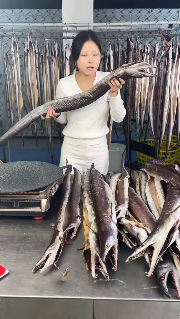 中国大陆5斤舟山内港鳗鱼