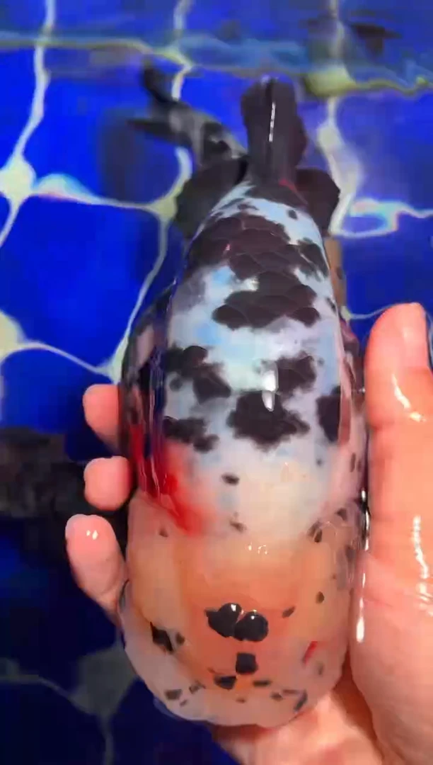 金鱼（运费自理，马印灯照射）福州追鱼兰寿金鱼