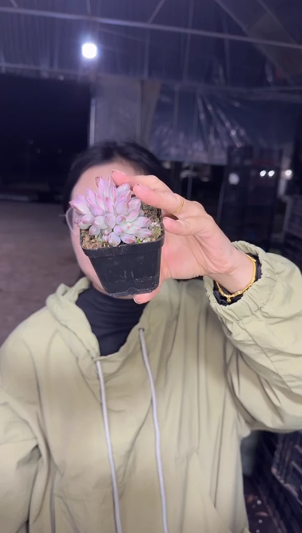 双头起羽毛虞  5