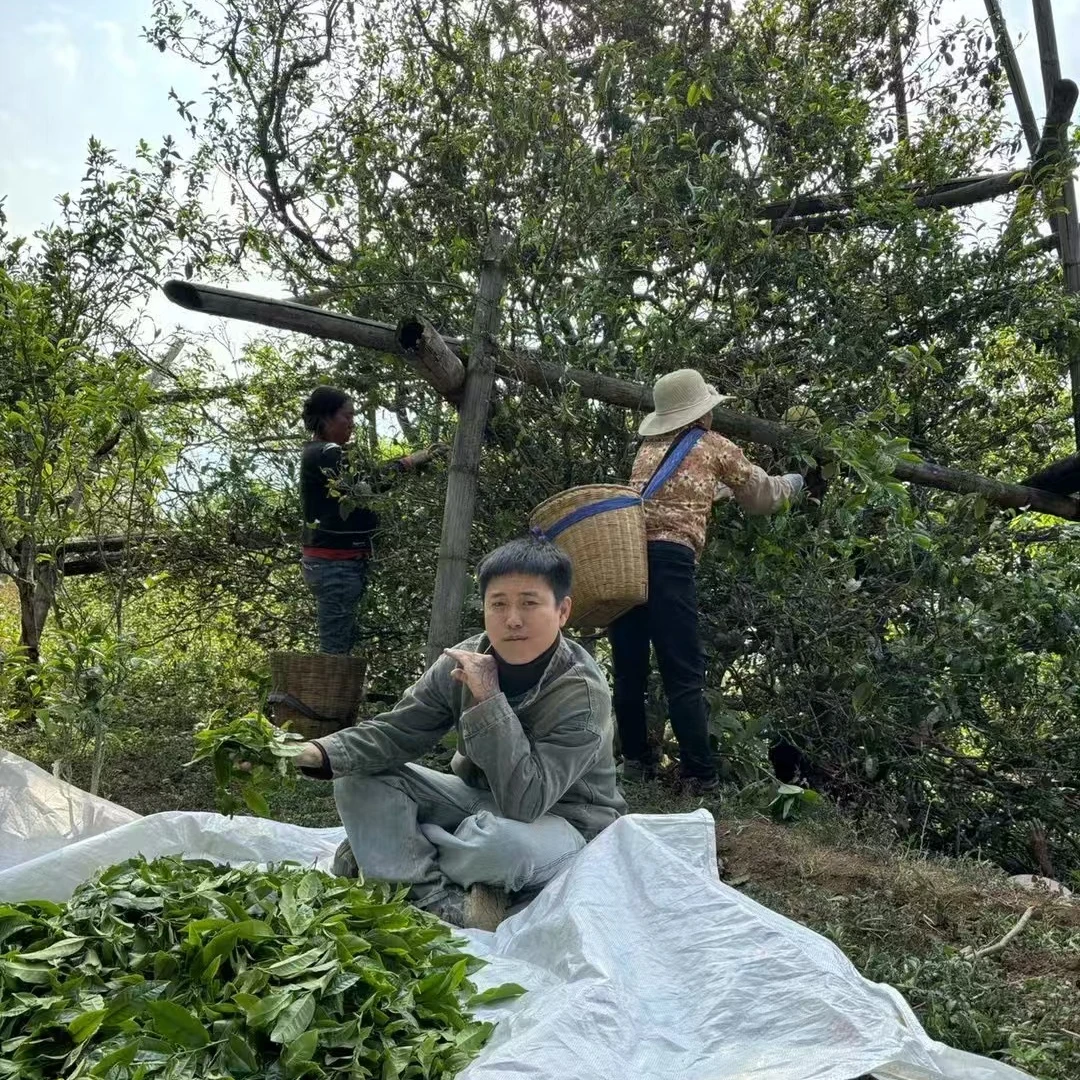玖茗号-秘境高杆古树茶/普洱茶生茶