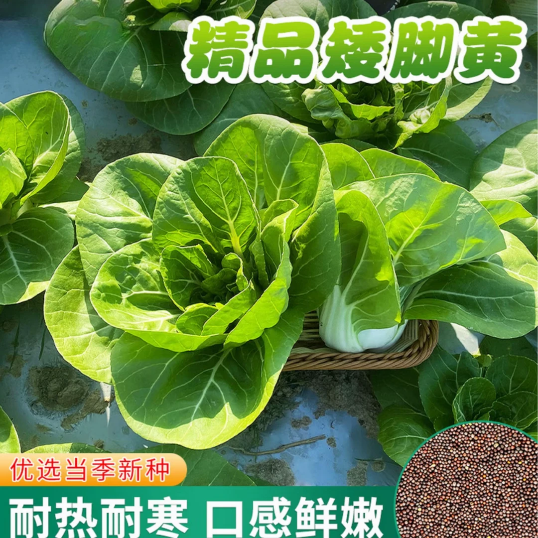 矮脚黄奶白菜种子奶油小青菜秋冬季油菜子四季秋后菜籽蔬菜种籽