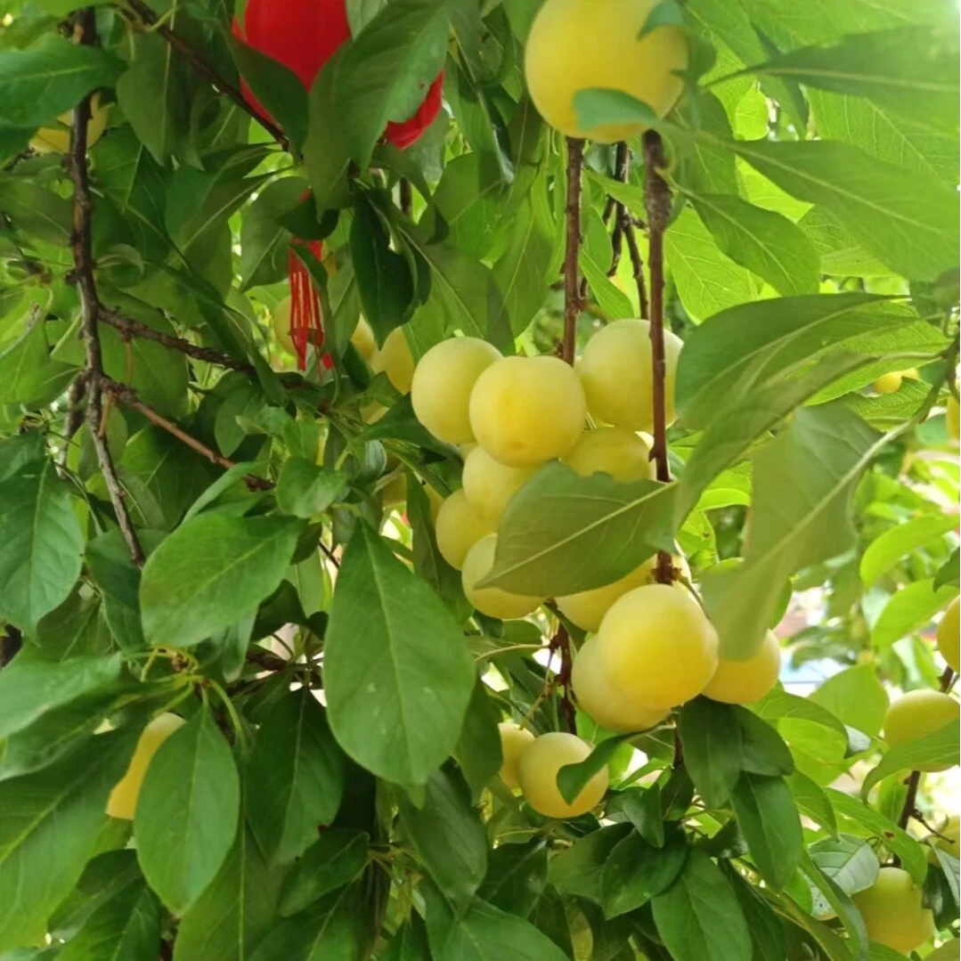 茶陵正宗老品种露天梅李李子家乡小时候的味道