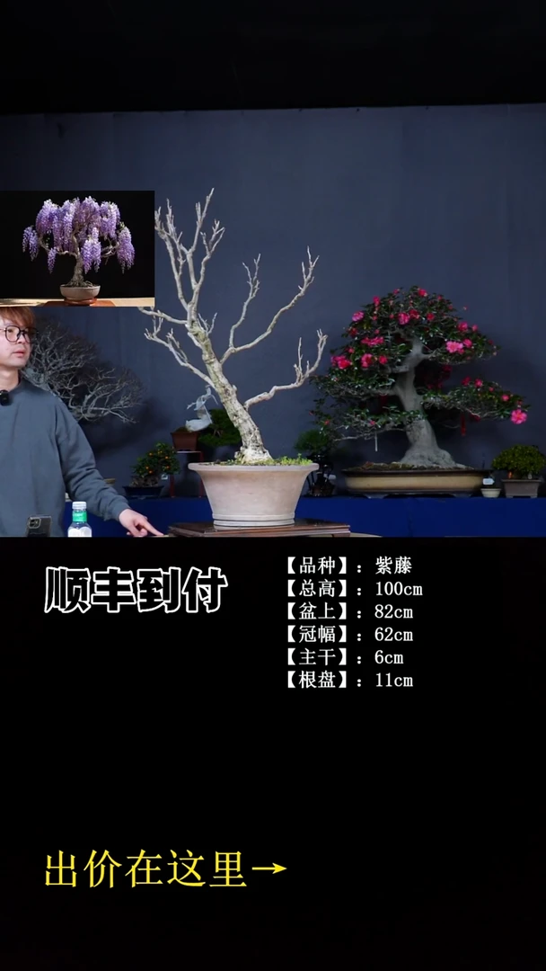 无花朵紫藤 不包邮