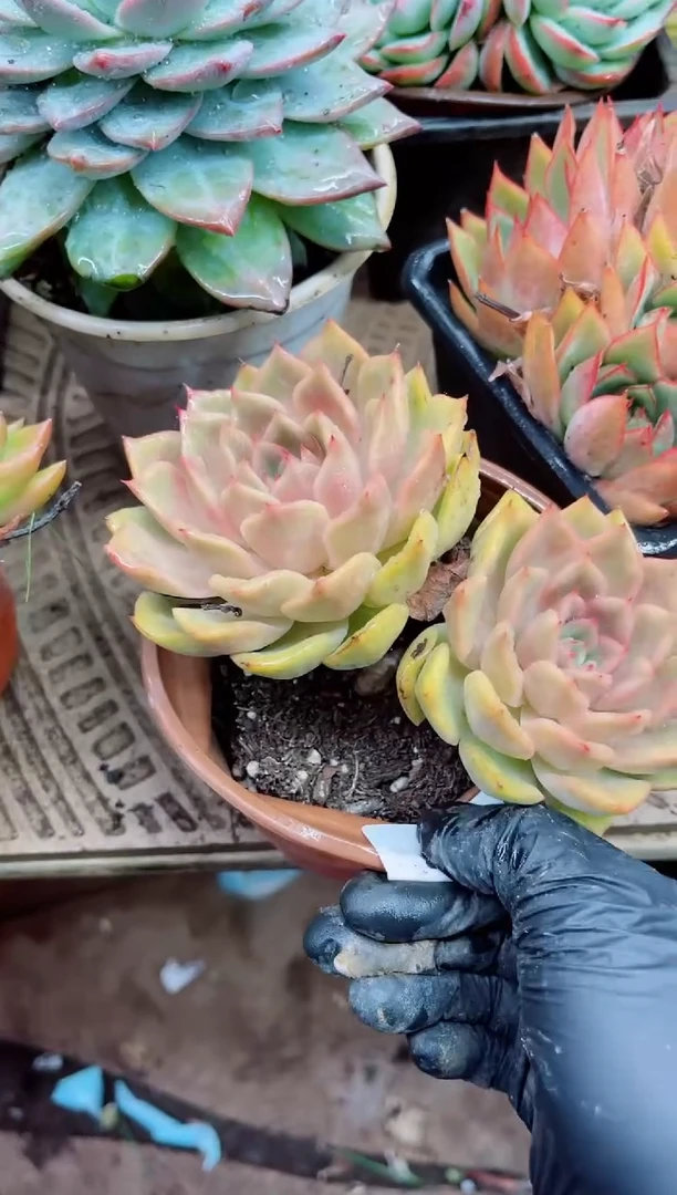 王*27038多肉植物一物一拍