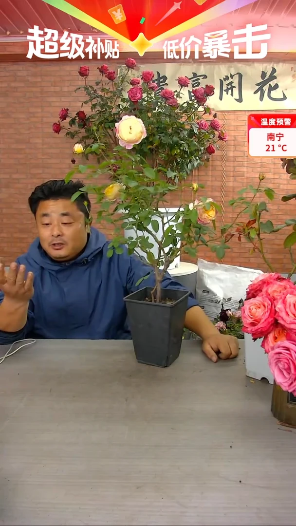 当前无花朵，栽培后可花朵莫奈