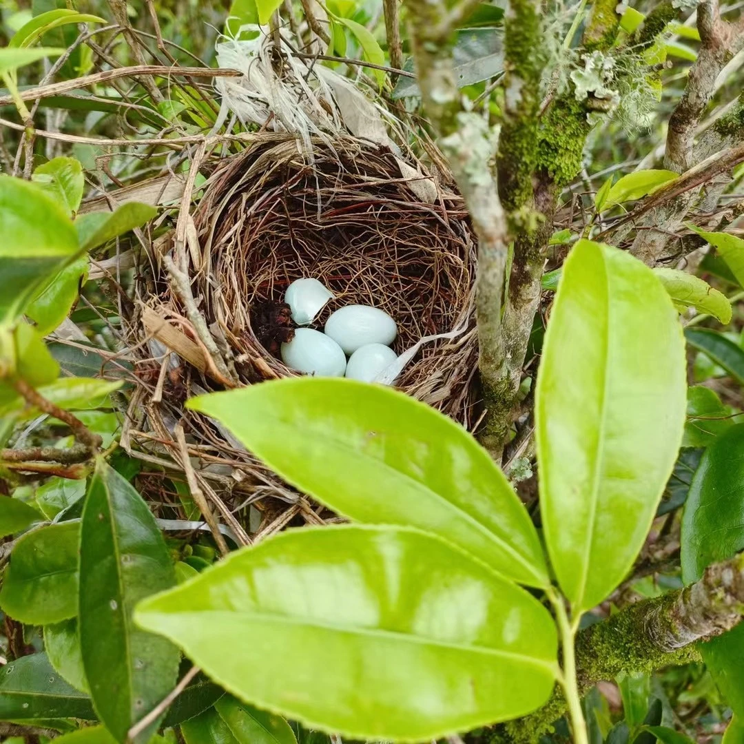 【主播指定链接】下单备注包装、规格、茶叶（包装随机）凤凰单丛茶叶
