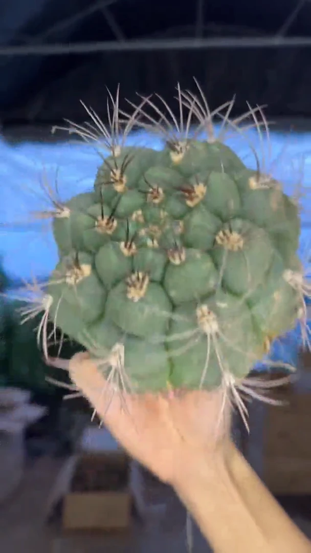 实生根 新天地 8-11cm