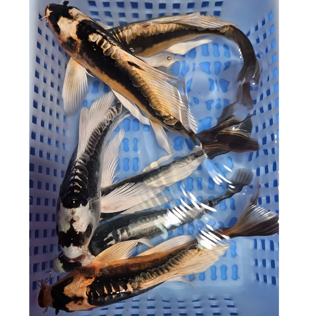 【三条装】15-18厘米 玛雅蝴蝶鲤观赏鱼颜色随机发包邮