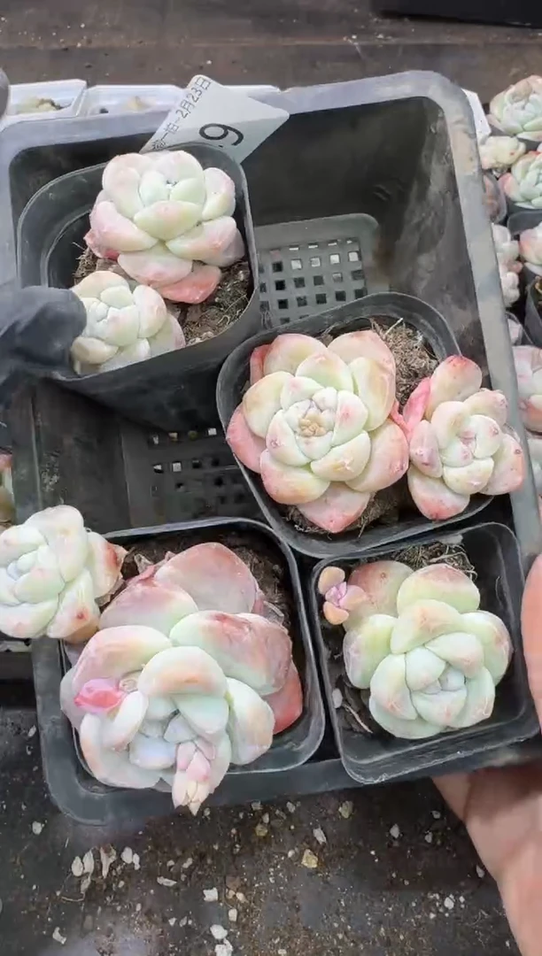 【闪购商品】49号到手1框-江北多肉