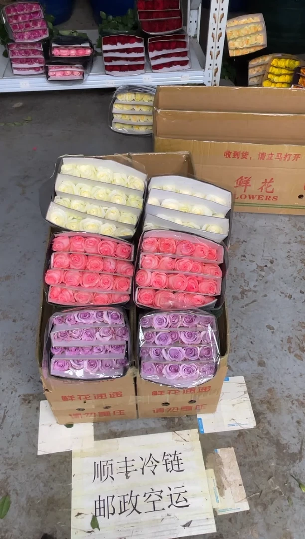 骄傲20枝+海洋之歌20枝+戴安娜20枝