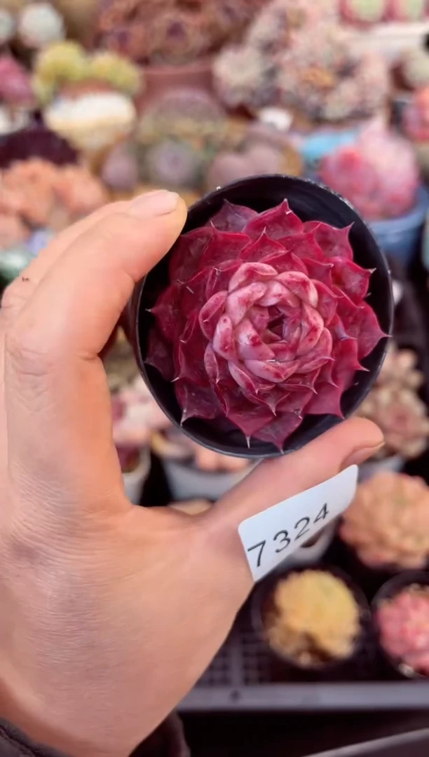 【闪购商品】7324单头海螺多肉