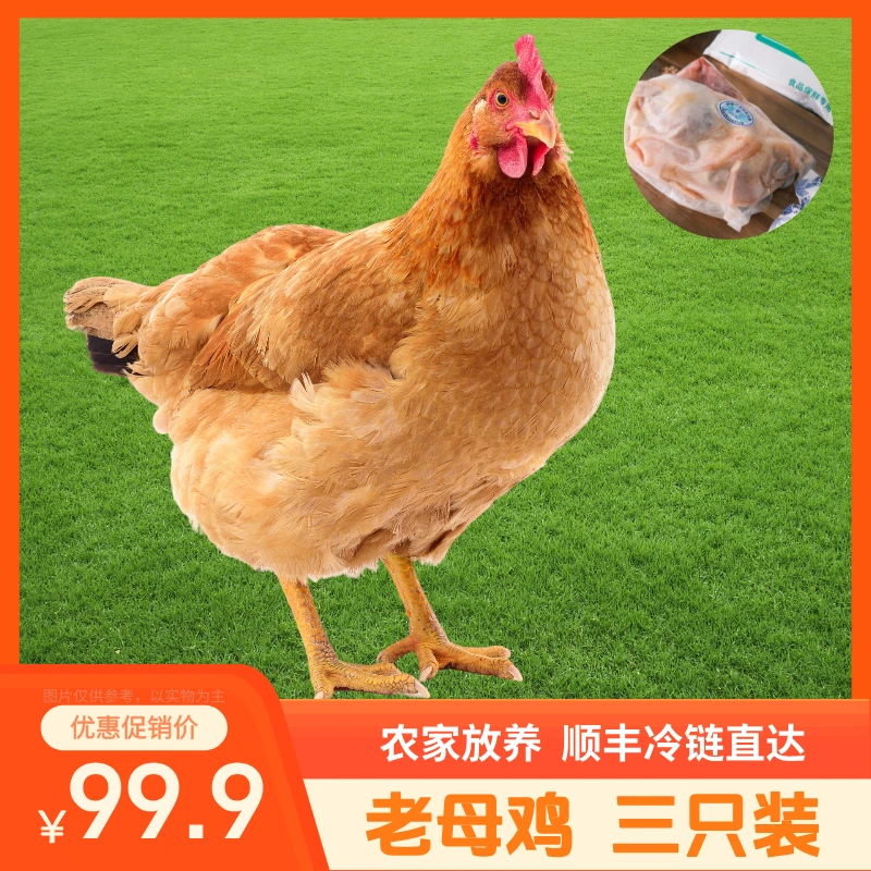 【到手三只】农村散养老母鸡三只肉质紧实汤鲜肉也香总净重7-7.5斤顺丰冷链直达包冰率不含冰鸡肉同城送生鸡